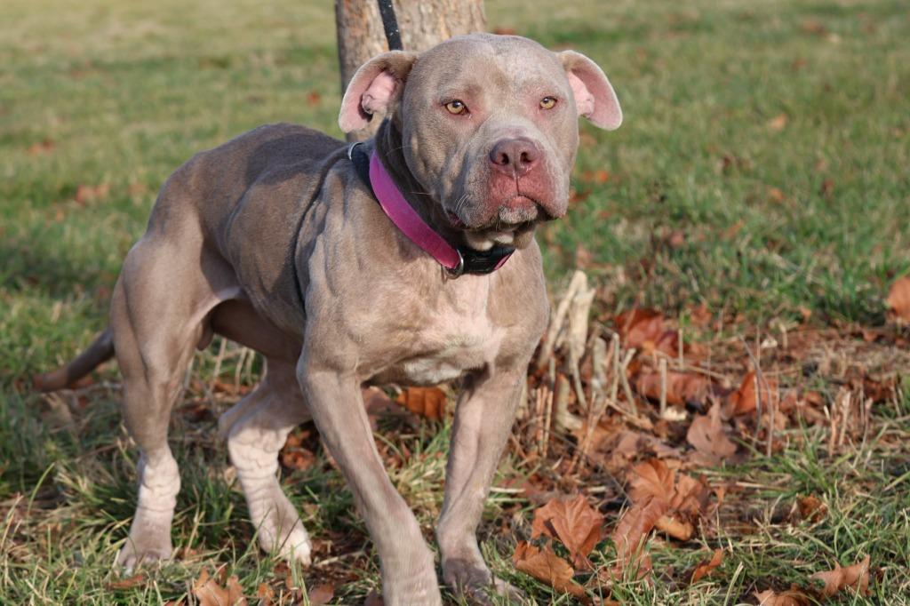 Whiskey, Adoptable, Adult Female Mixed Breed.