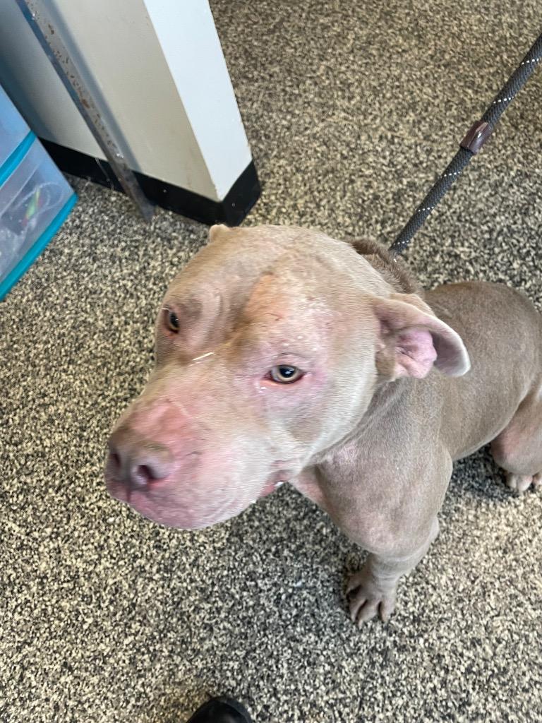 Enlarge Whiskey, a Adoptable mixed breed in Columbia, TN image 1/1