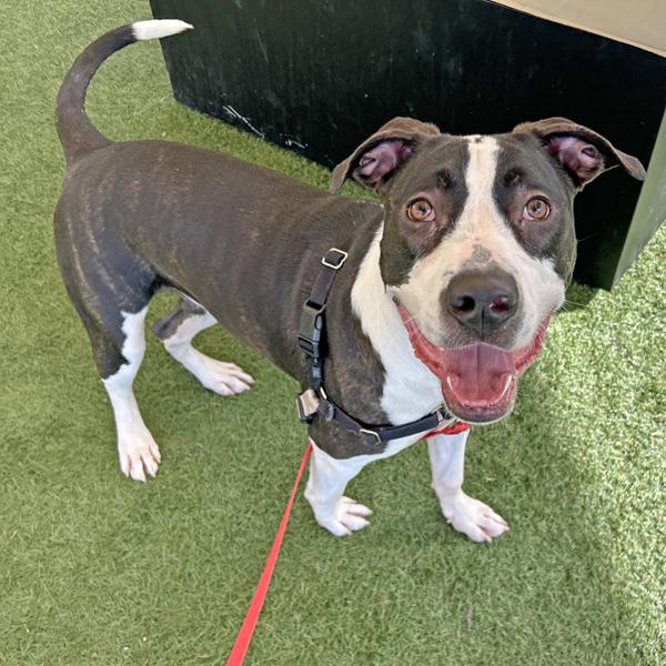 Enlarge Kai, a Adoptable mixed breed in Walnut Creek, CA image 4/6