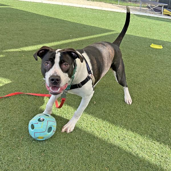 Enlarge Kai, a Adoptable mixed breed in Walnut Creek, CA image 5/6