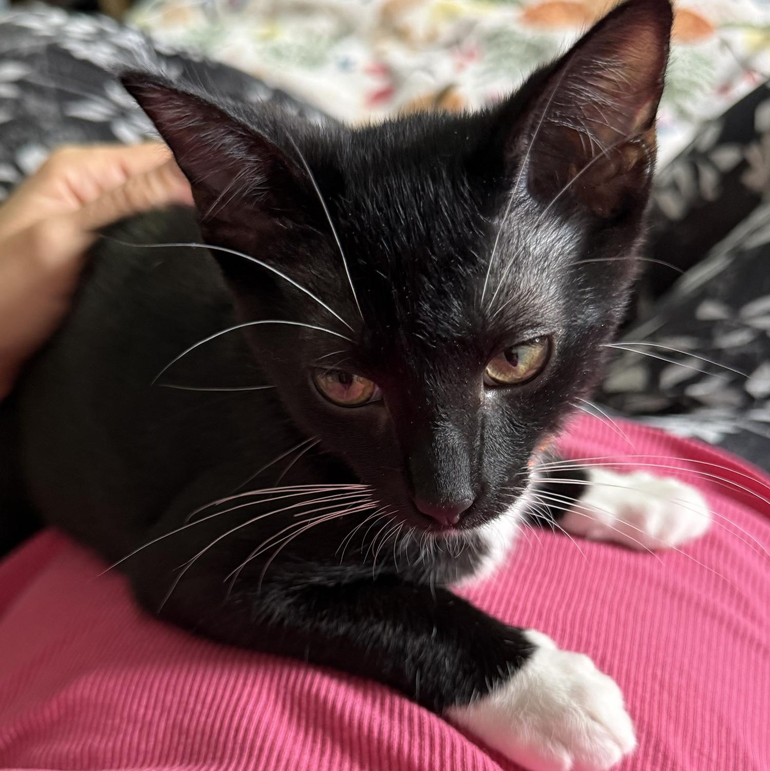 Enlarge Mittens, a ADOPTABLE Domestic Short Hair in Schaumburg, IL image 1/1