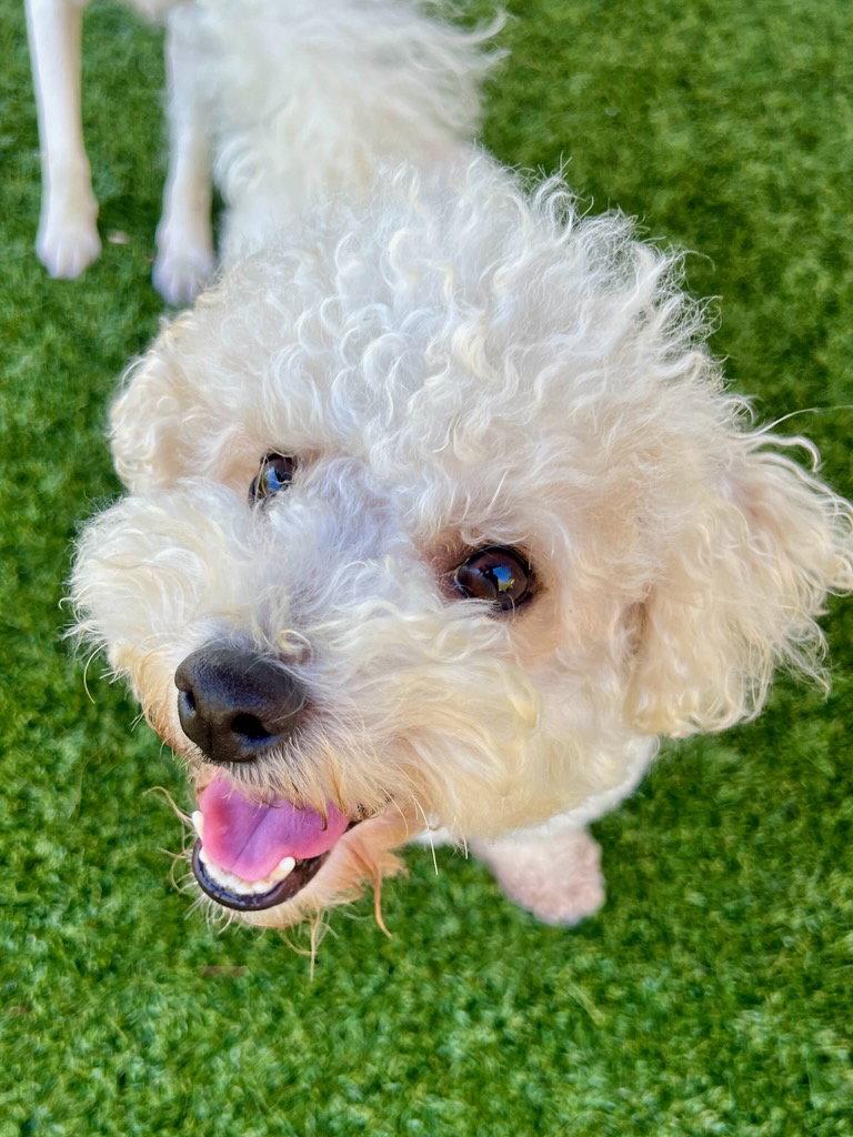 LOLO, Adoptable, Young Male Bichon Frise.