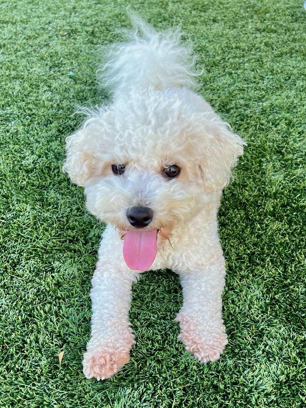 Enlarge LOLO, a Adoptable Bichon Frise in Agoura Hills, CA image 2/3