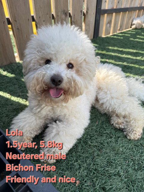 Enlarge LOLO, a Adoptable Bichon Frise in Agoura Hills, CA image 3/3