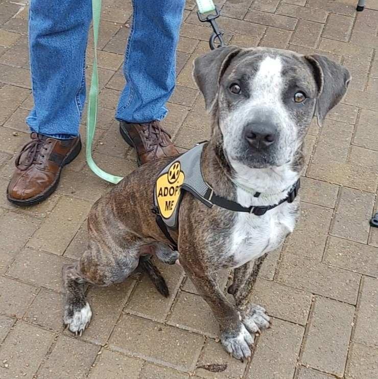 Enlarge Granger, a Adoptable mixed breed in Austin, TX image 3/6