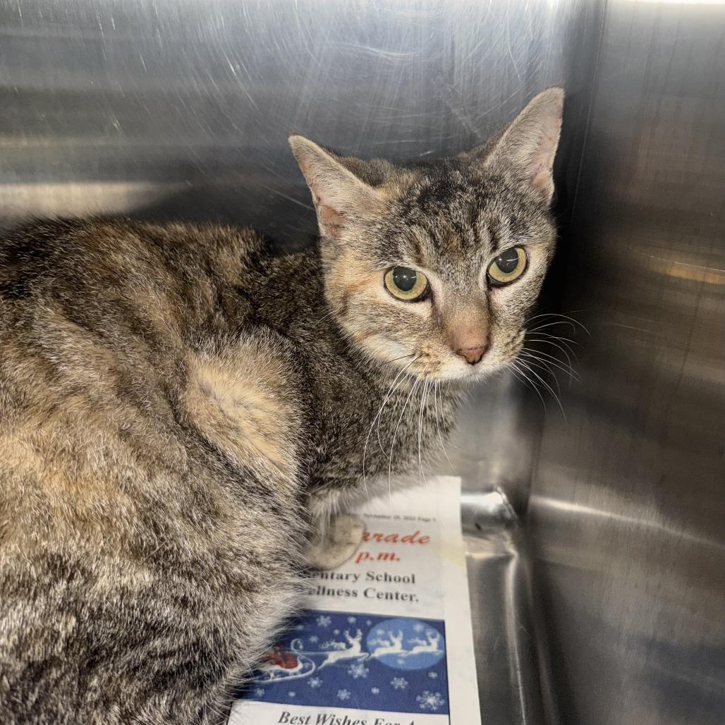 Enlarge Vanna, a Adoptable Domestic Short Hair in New York, NY image 1/6