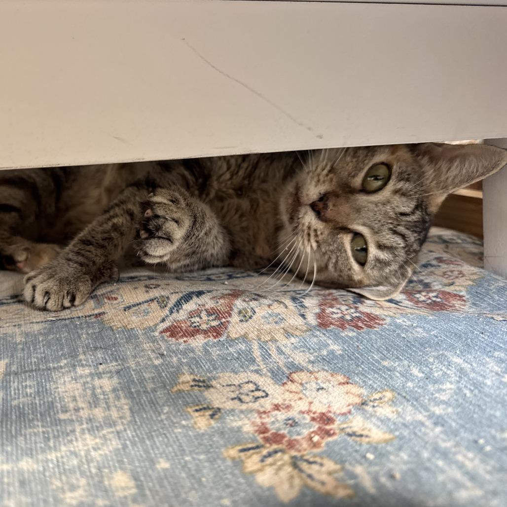 Enlarge Vanna, a Adoptable Domestic Short Hair in New York, NY image 2/6