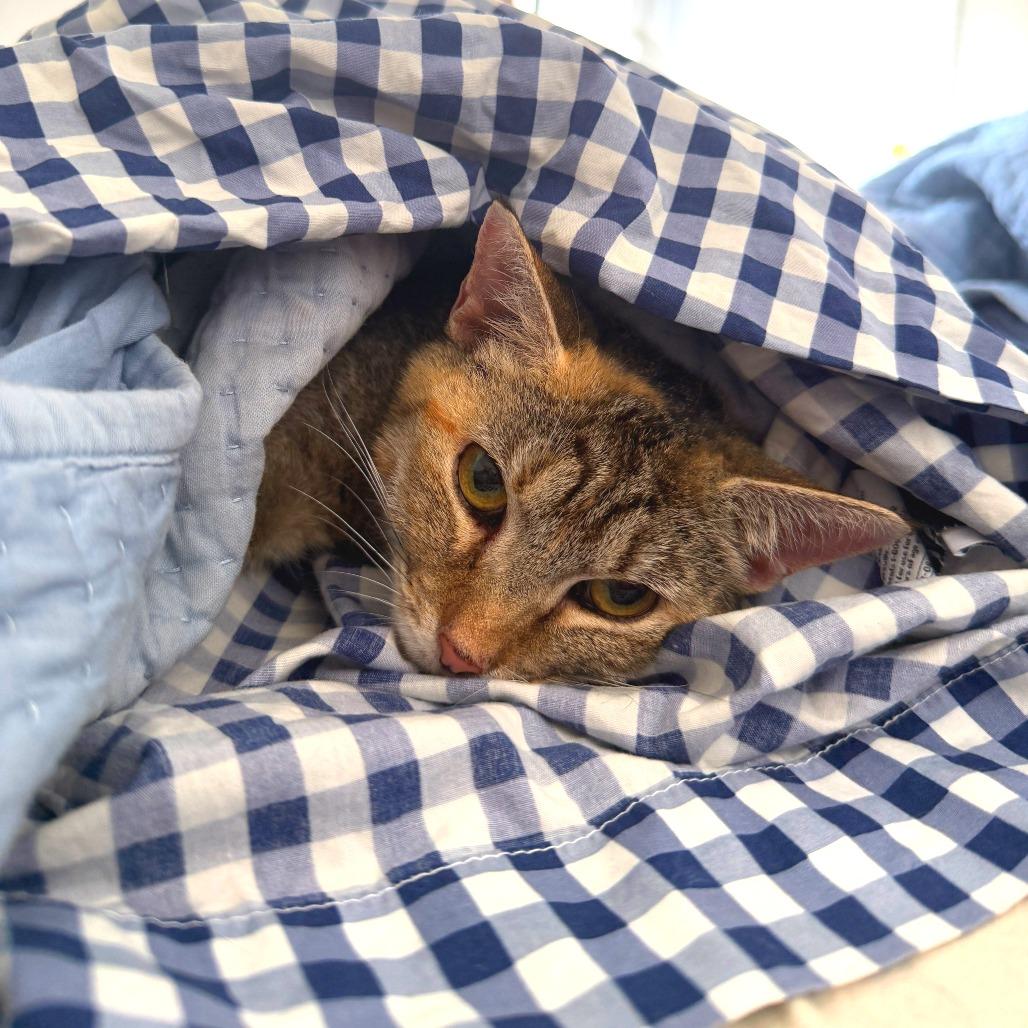 Enlarge Vanna, a Adoptable Domestic Short Hair in New York, NY image 3/6