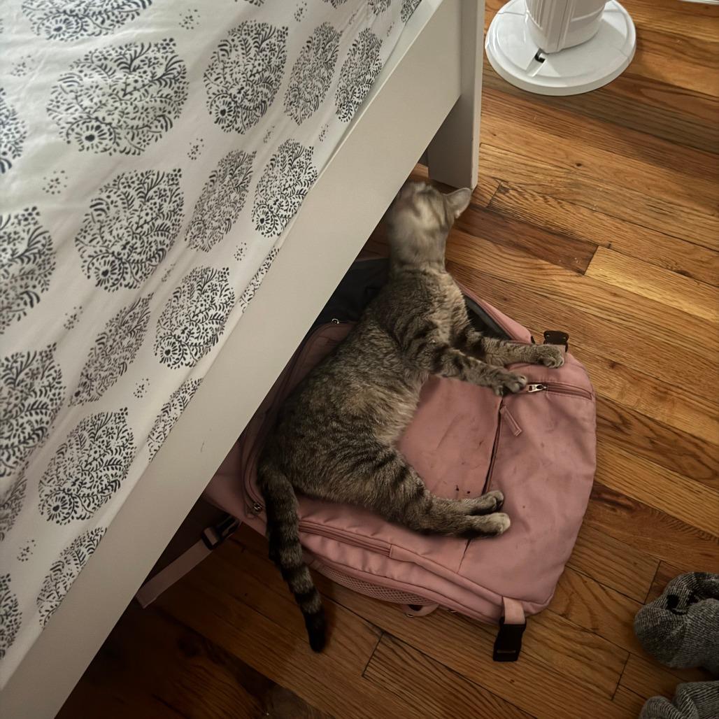 Enlarge Vanna, a Adoptable Domestic Short Hair in New York, NY image 4/6