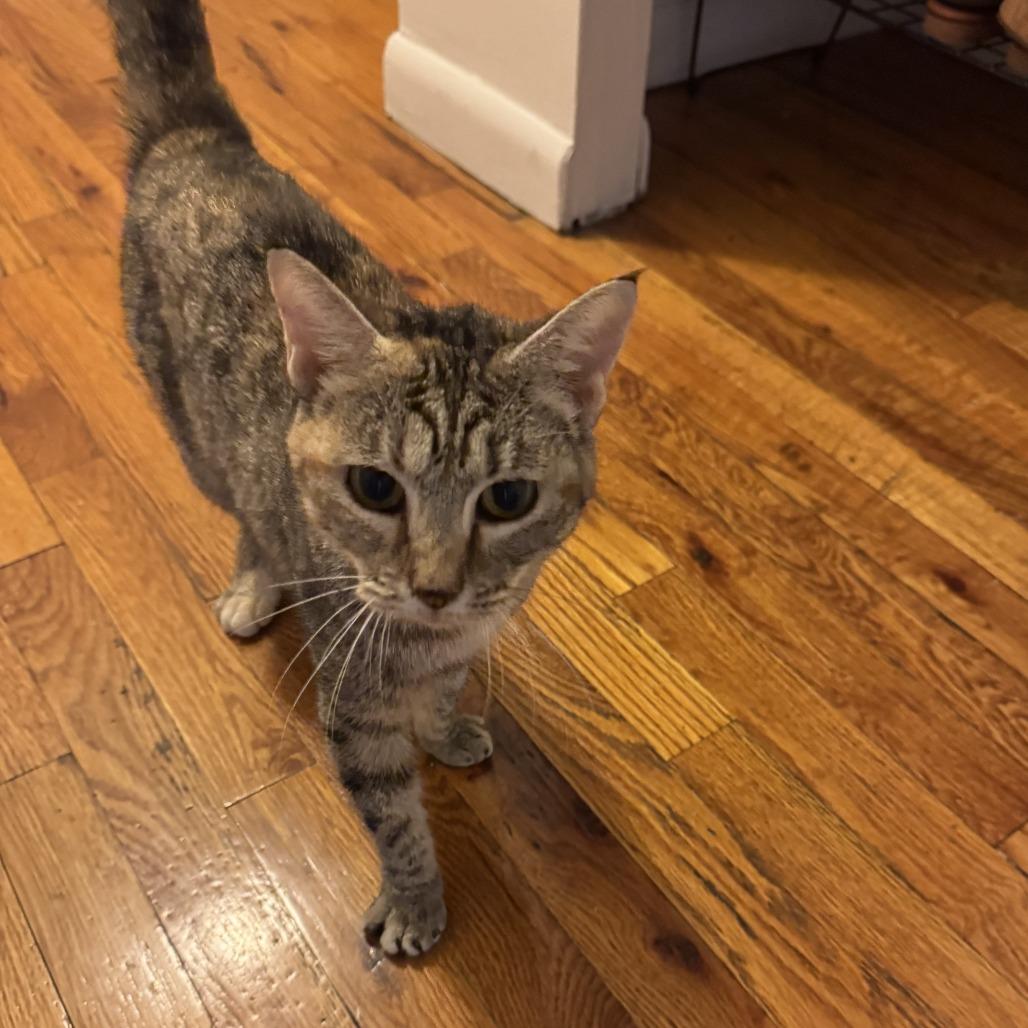 Enlarge Vanna, a Adoptable Domestic Short Hair in New York, NY image 5/6