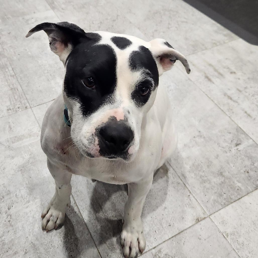 Hardy, a Adoptable Mixed Breed in Houston, TX image 1/4