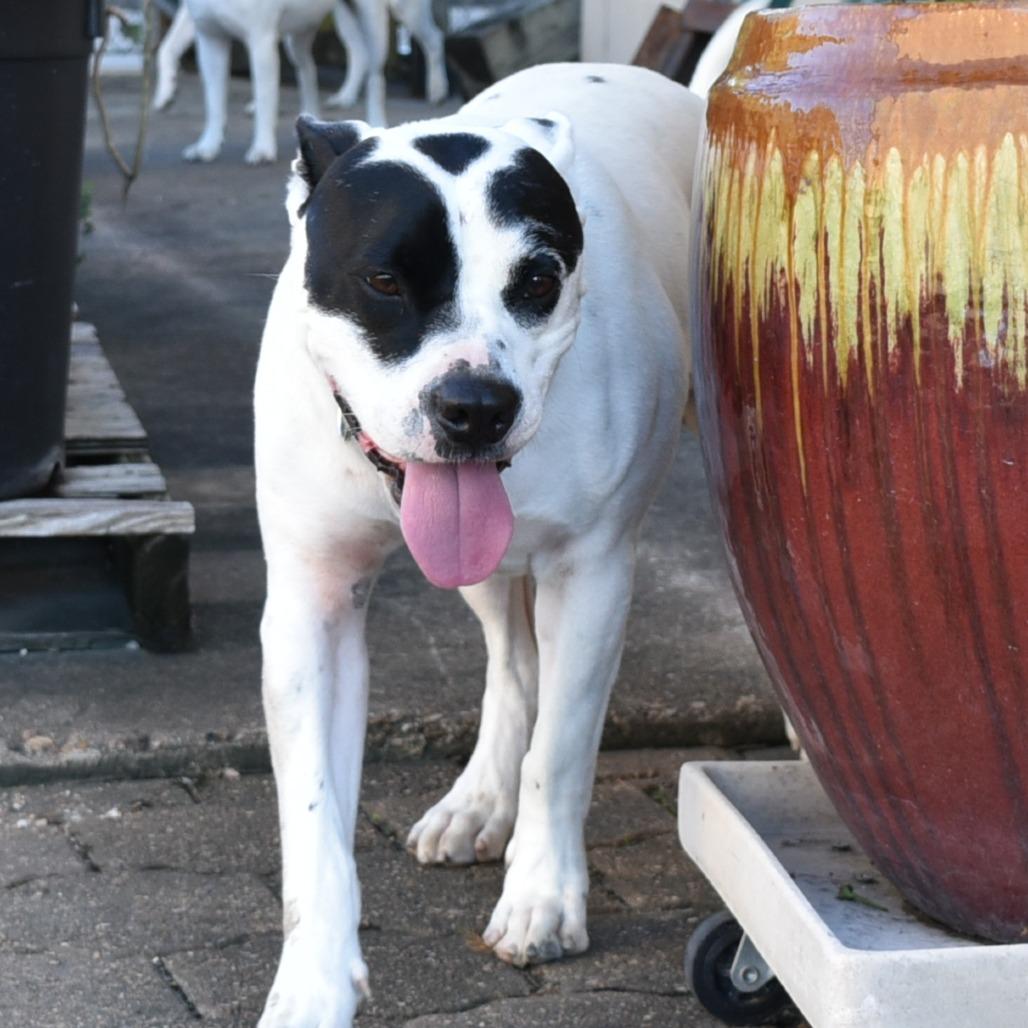 Hardy, a Adoptable Mixed Breed in Houston, TX image 2/4