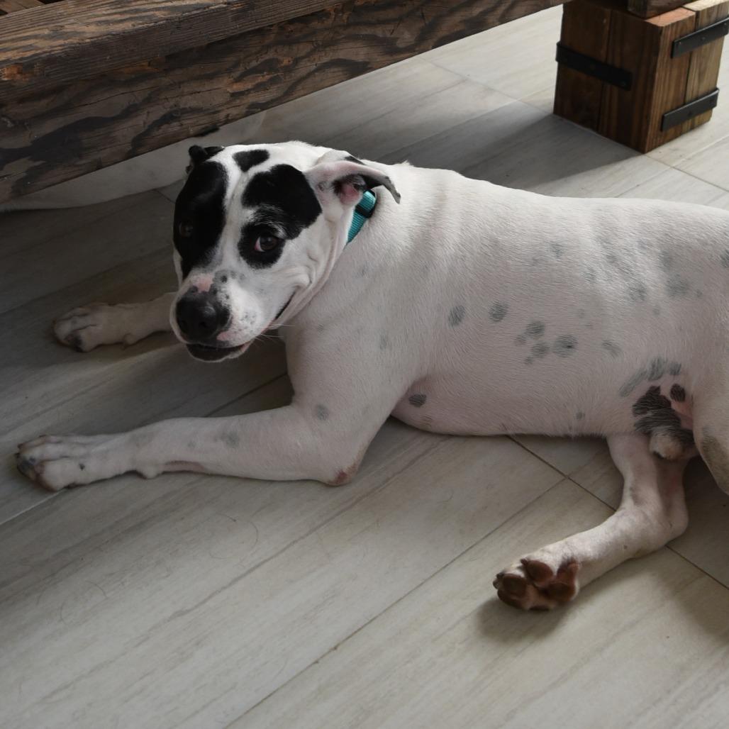 Hardy, a Adoptable Mixed Breed in Houston, TX image 3/4