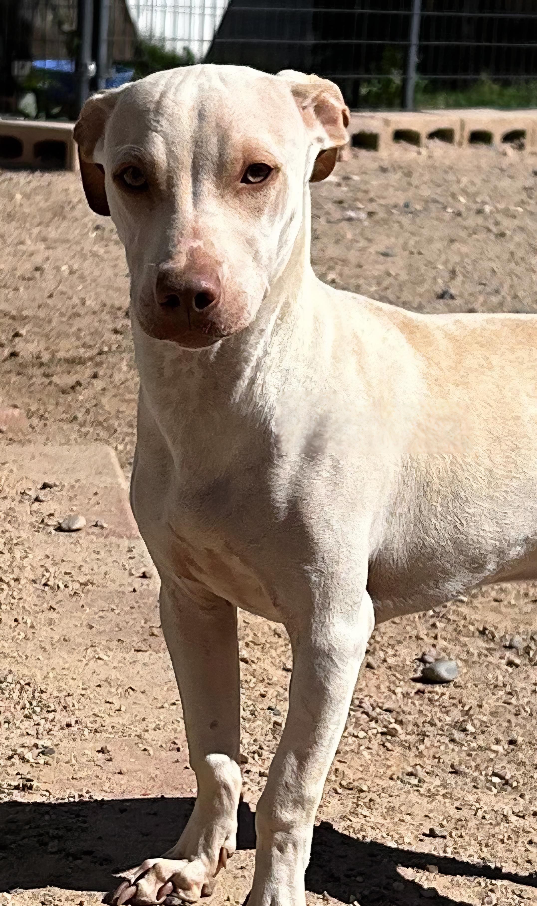 Blanca, a Adoptable mixed breed image 3/5