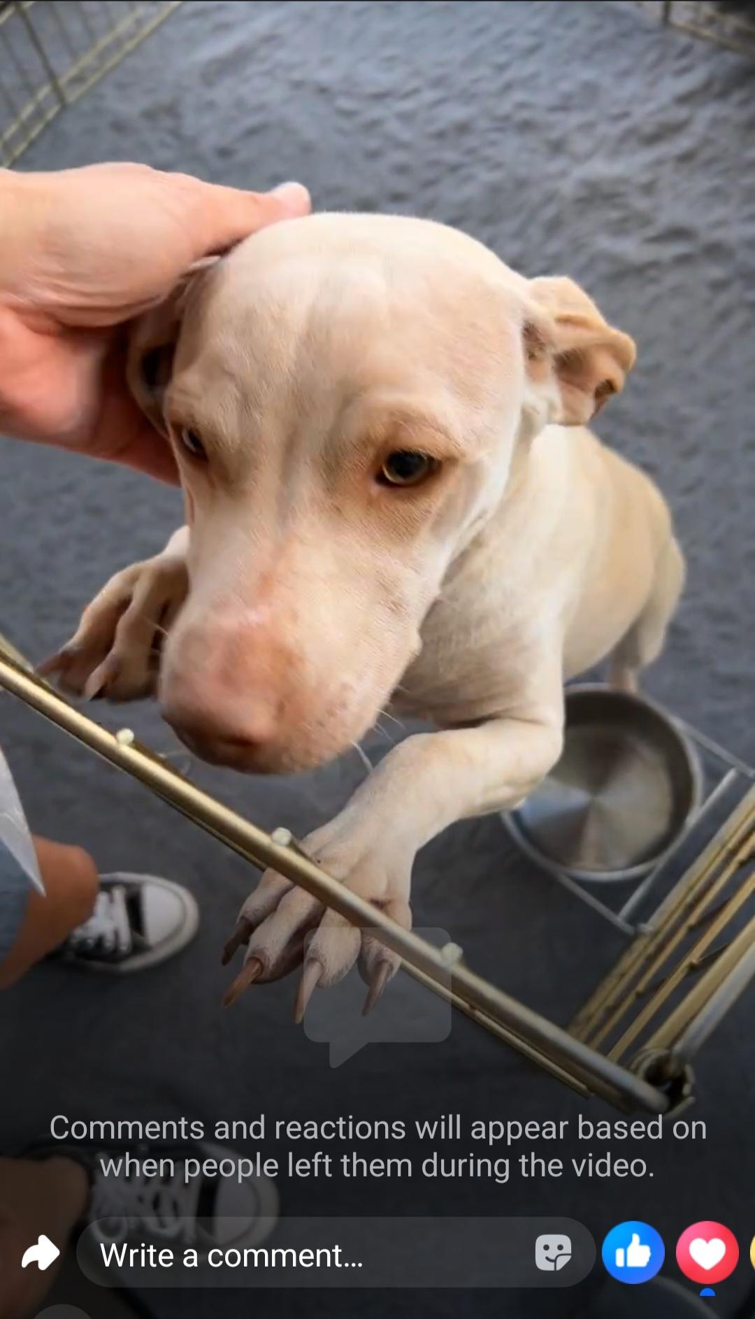 Blanca, a Adoptable mixed breed image 2/5