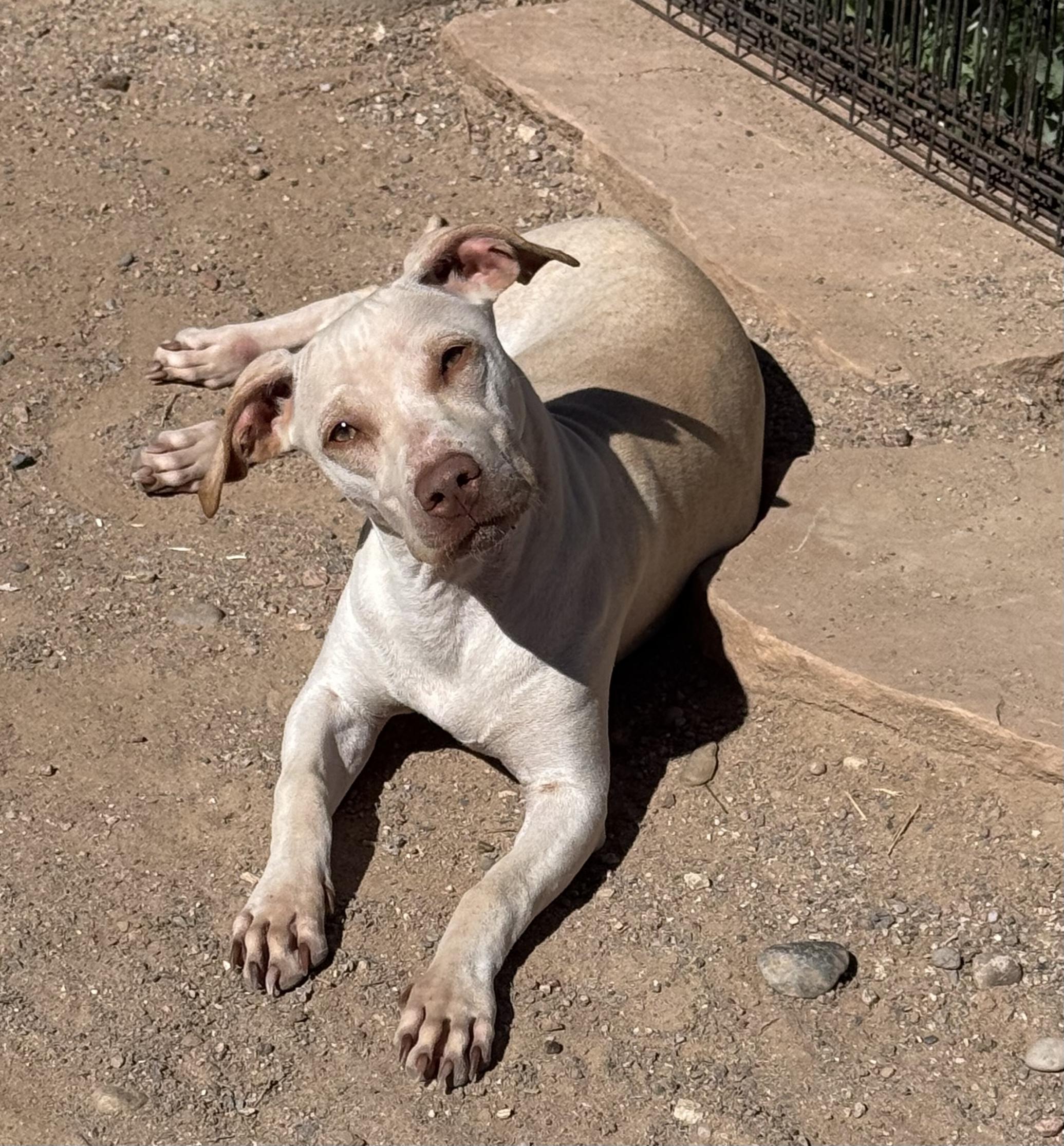 Blanca, a Adoptable mixed breed image 1/5