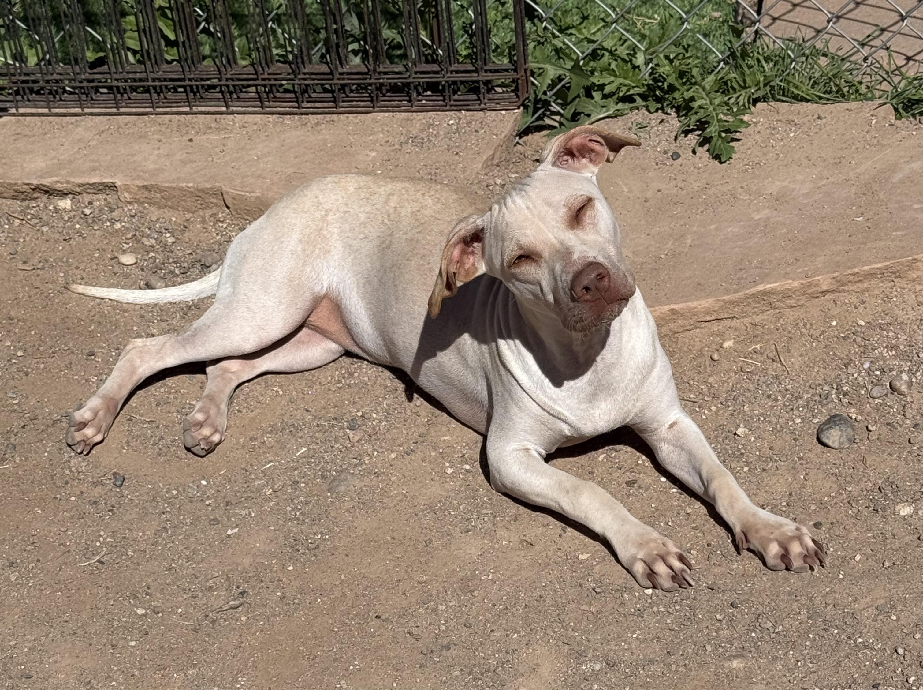 Blanca, a Adoptable mixed breed image 5/5