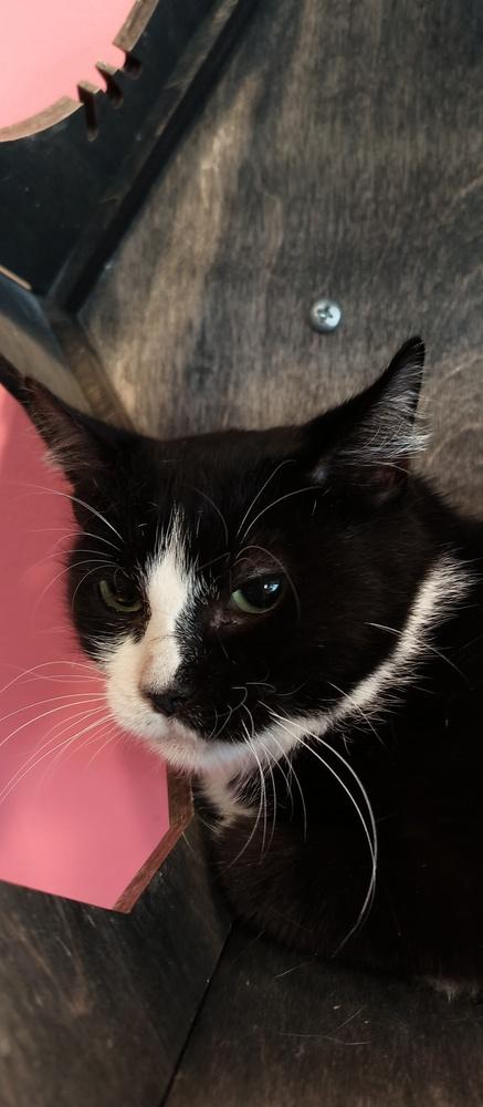 Teenie Bop, Adoptable, Young Female Domestic Short Hair.