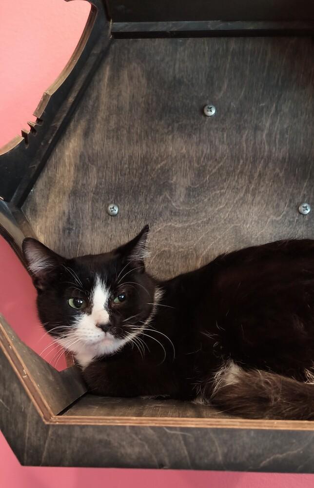 Teenie Bop, a Adoptable Domestic Short Hair in Wheaton, IL image 2/6