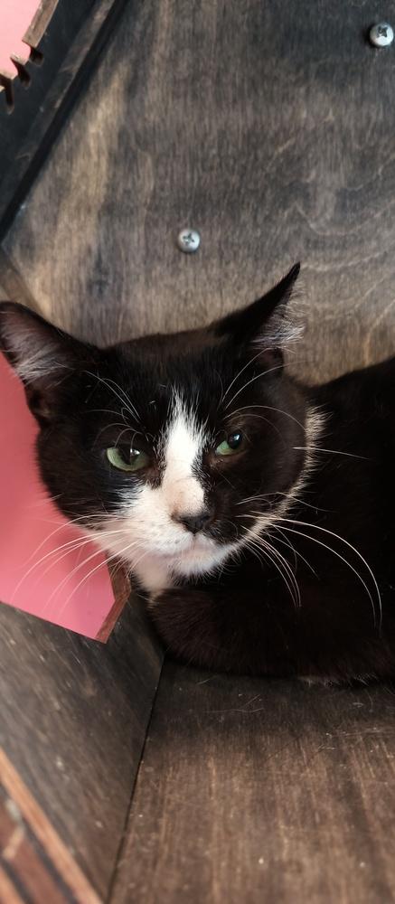 Teenie Bop, a Adoptable Domestic Short Hair in Wheaton, IL image 3/6