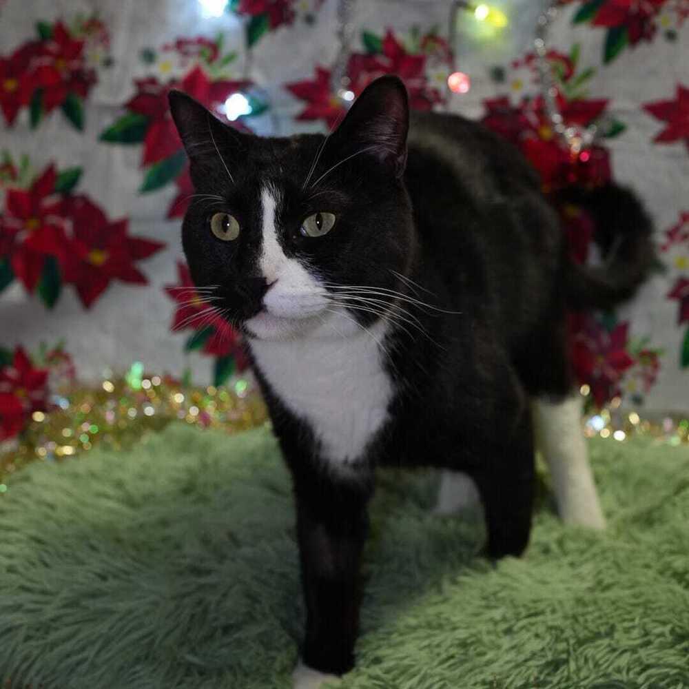 Teenie Bop, a Adoptable Domestic Short Hair in Wheaton, IL image 4/6