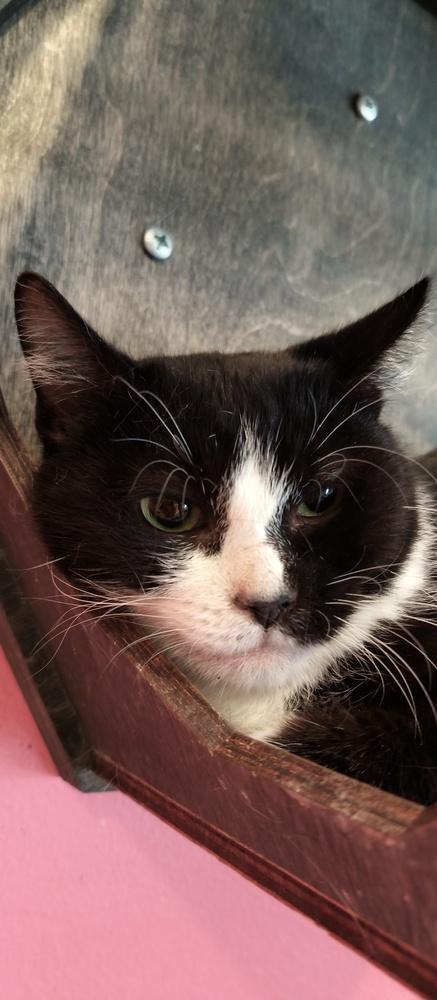 Teenie Bop, a Adoptable Domestic Short Hair in Wheaton, IL image 5/6