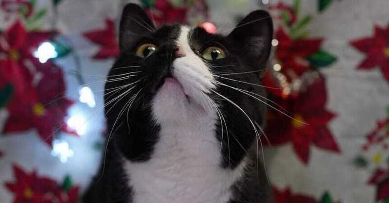 Teenie Bop, a Adoptable Domestic Short Hair in Wheaton, IL image 6/6