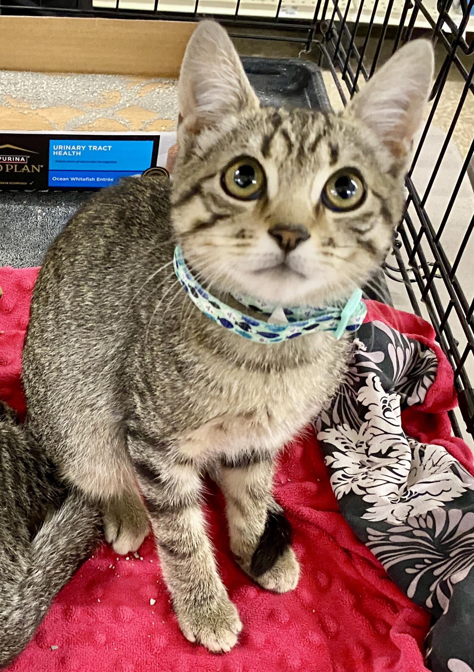 Quentin, Baby Male Tabby