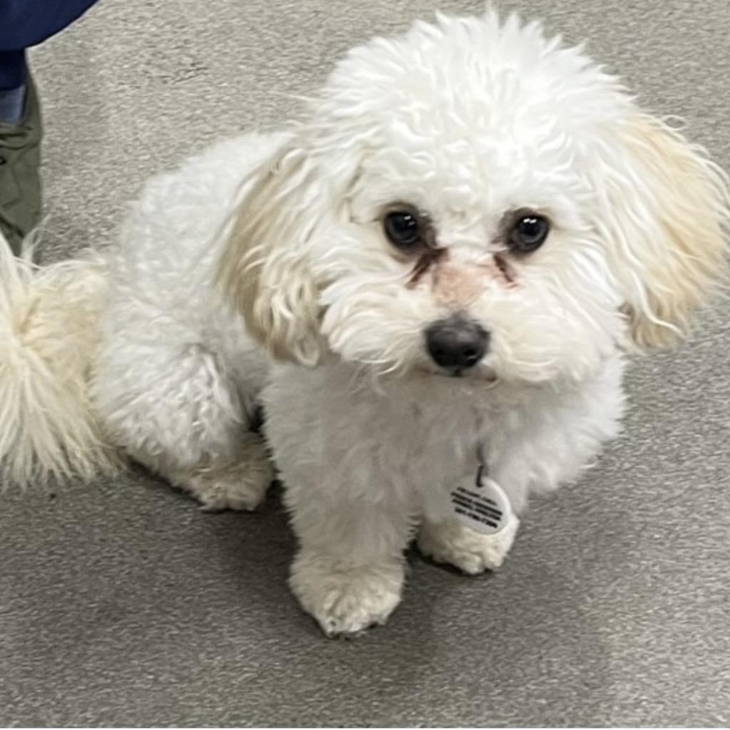 Beans, adopted, Puppy Male Bichon Frise.