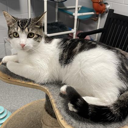 Shelly, a Adoptable mixed breed in Tinley Park, IL image 2/6