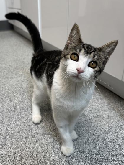 Enlarge Shelly, a Adoptable mixed breed in Tinley Park, IL image 1/3