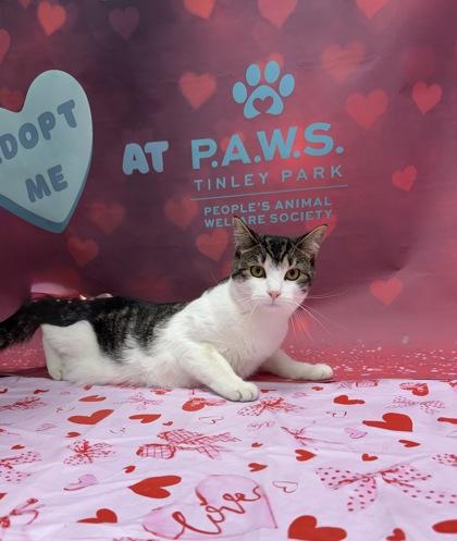 Shelly, a Adoptable mixed breed in Tinley Park, IL image 1/6