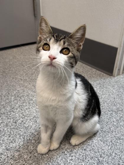 Enlarge Shelly, a Adoptable mixed breed in Tinley Park, IL image 2/3