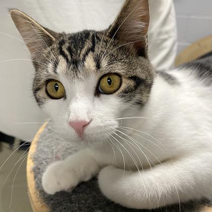 Shelly, Adoptable, Kitten Female Domestic Short Hair.