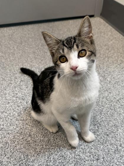 Enlarge Shelly, a Adoptable mixed breed in Tinley Park, IL image 3/3