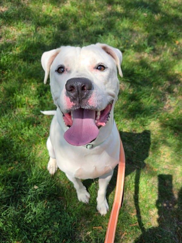 Money, Adoptable, Adult Male American Bulldog & Dogo Argentino.