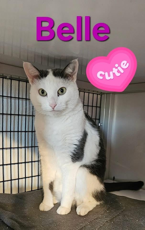 Enlarge Belle, a Adoptable Domestic Short Hair in Jeffersonville, IN image 1/3