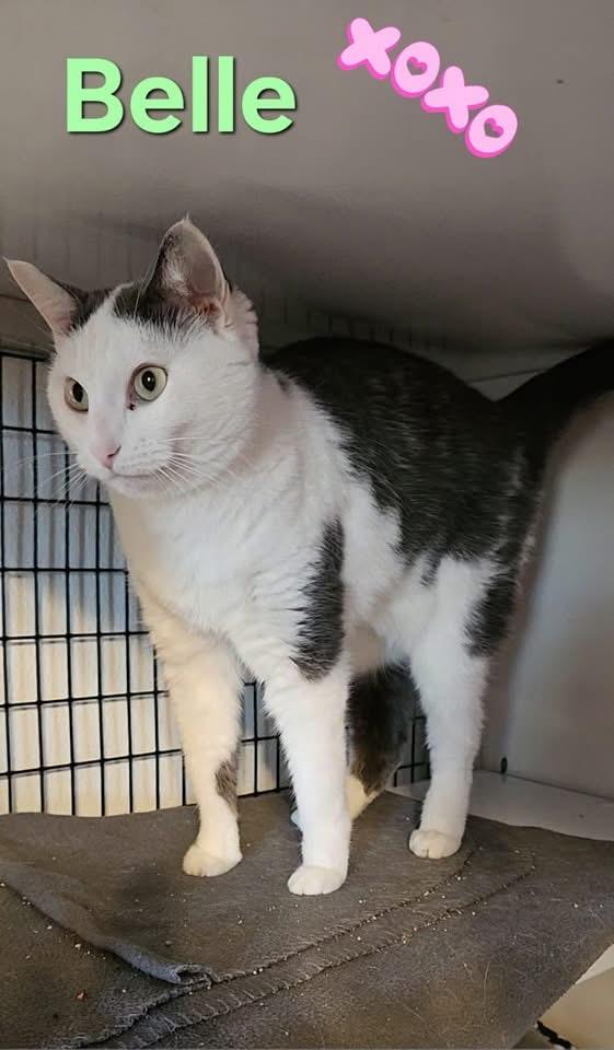 Enlarge Belle, a Adoptable Domestic Short Hair in Jeffersonville, IN image 2/3