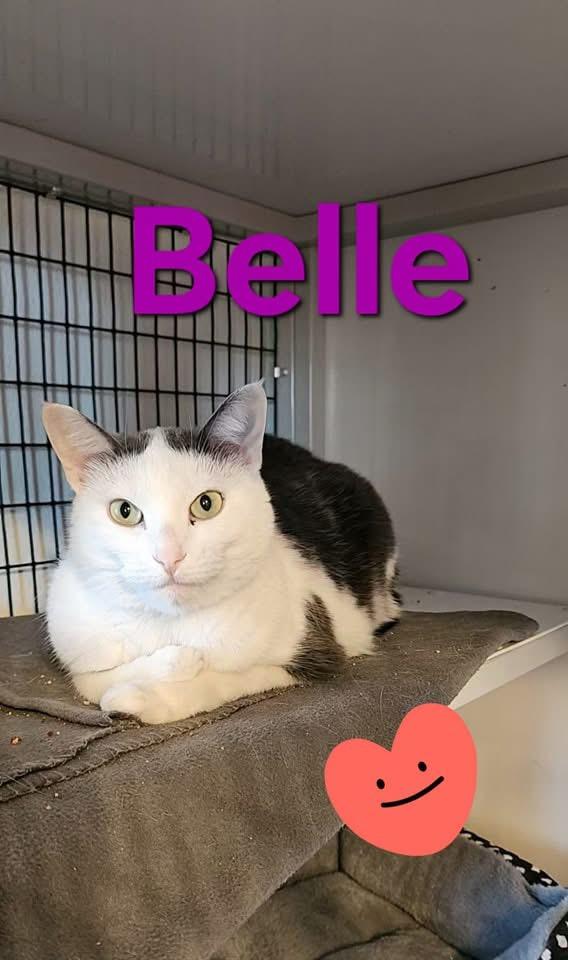 Enlarge Belle, a Adoptable Domestic Short Hair in Jeffersonville, IN image 3/3