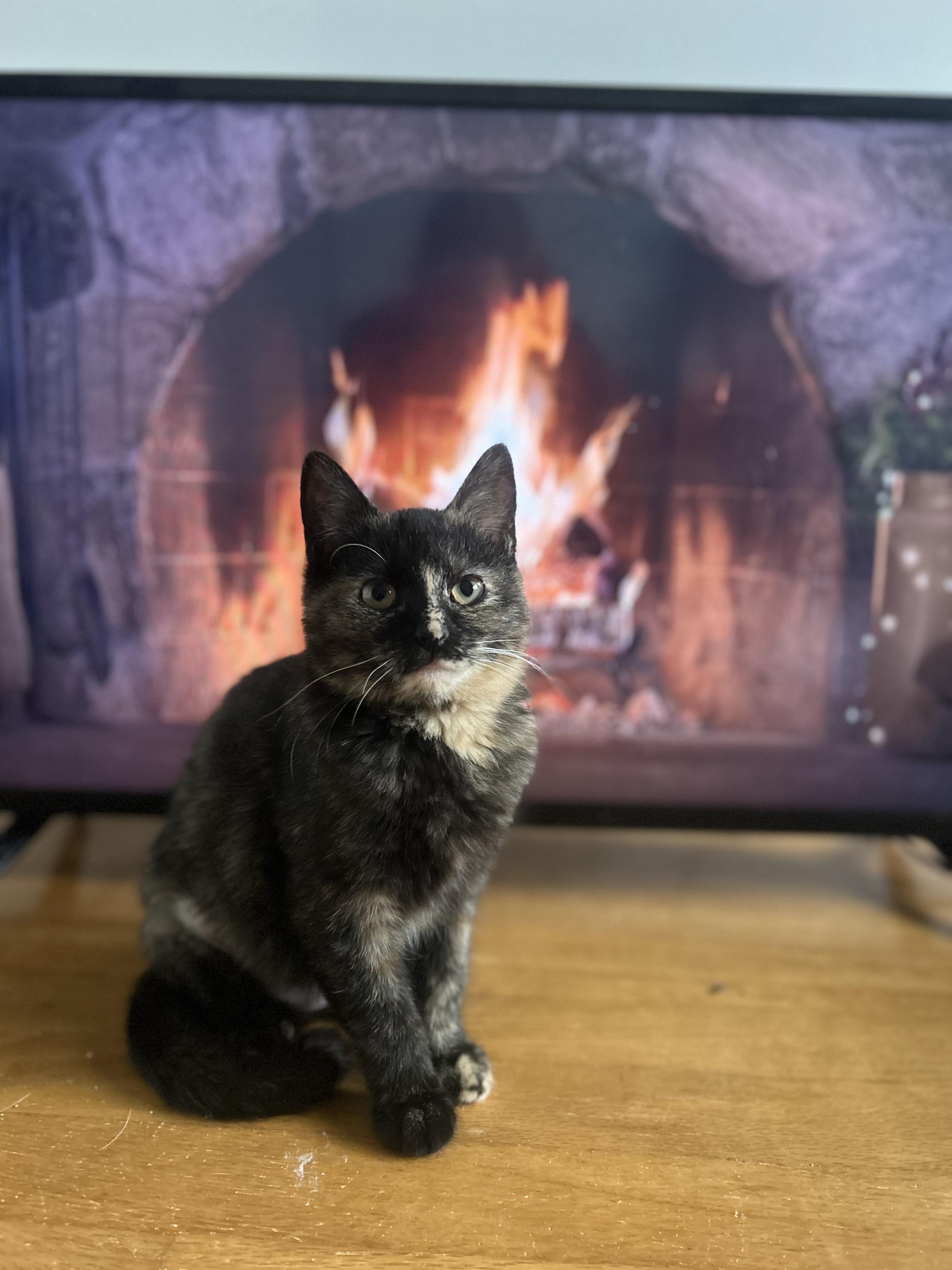 North, Adopted, Young Female Domestic Short Hair.