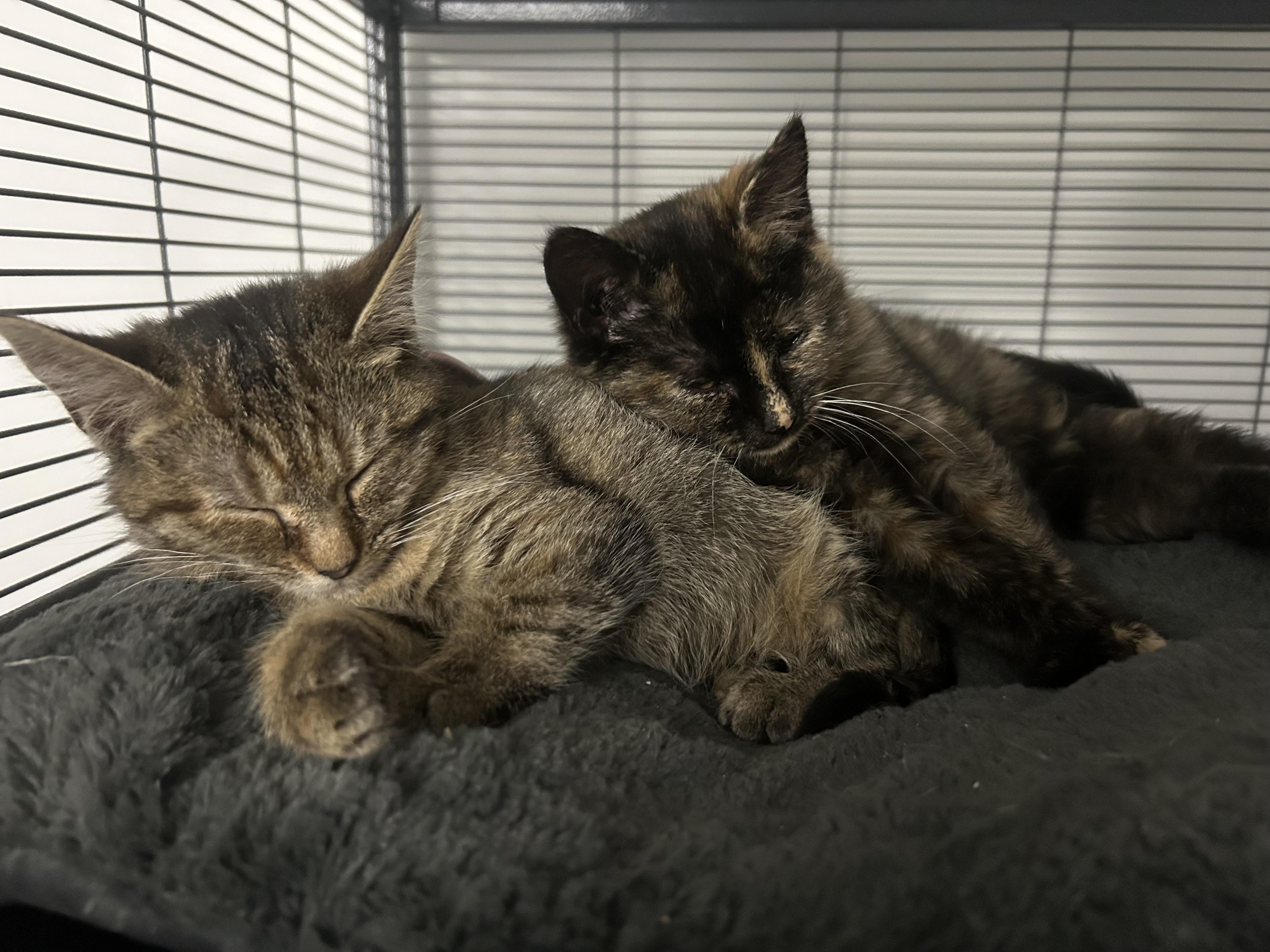 North, a Adopted Domestic Short Hair in Hershey, PA image 2/6