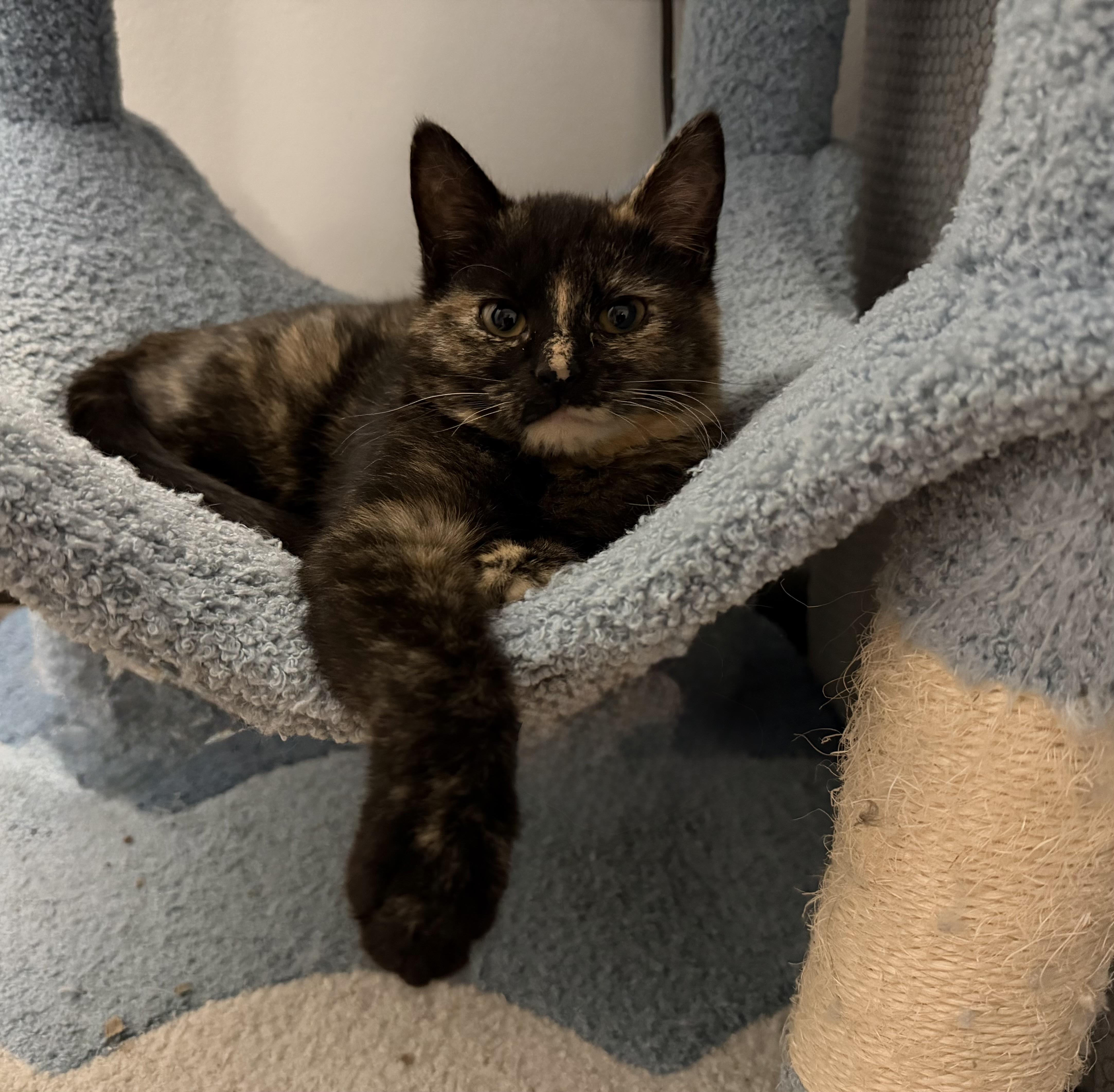 North, a Adopted Domestic Short Hair in Hershey, PA image 3/6