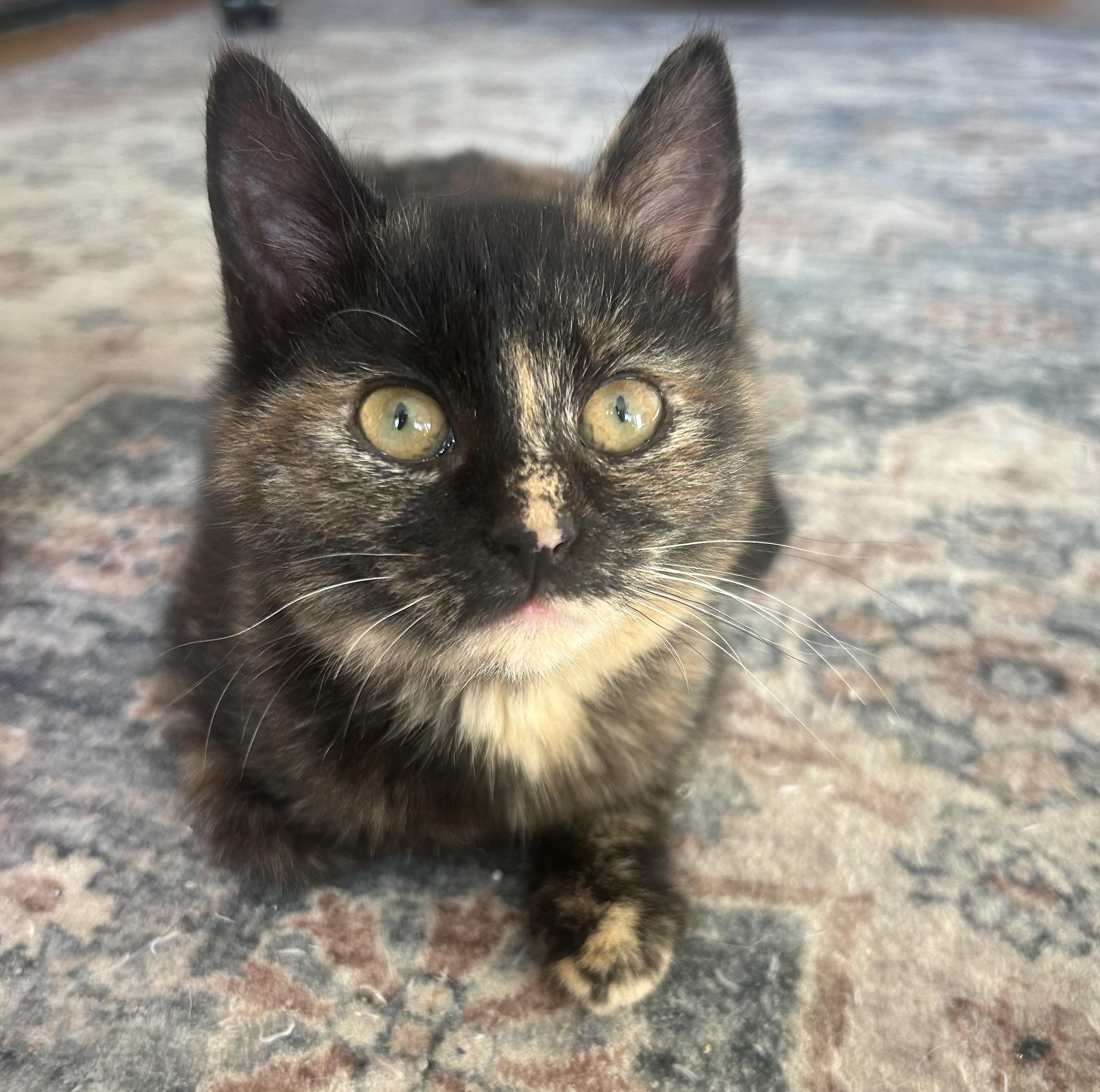 North, a Adopted Domestic Short Hair in Hershey, PA image 4/6