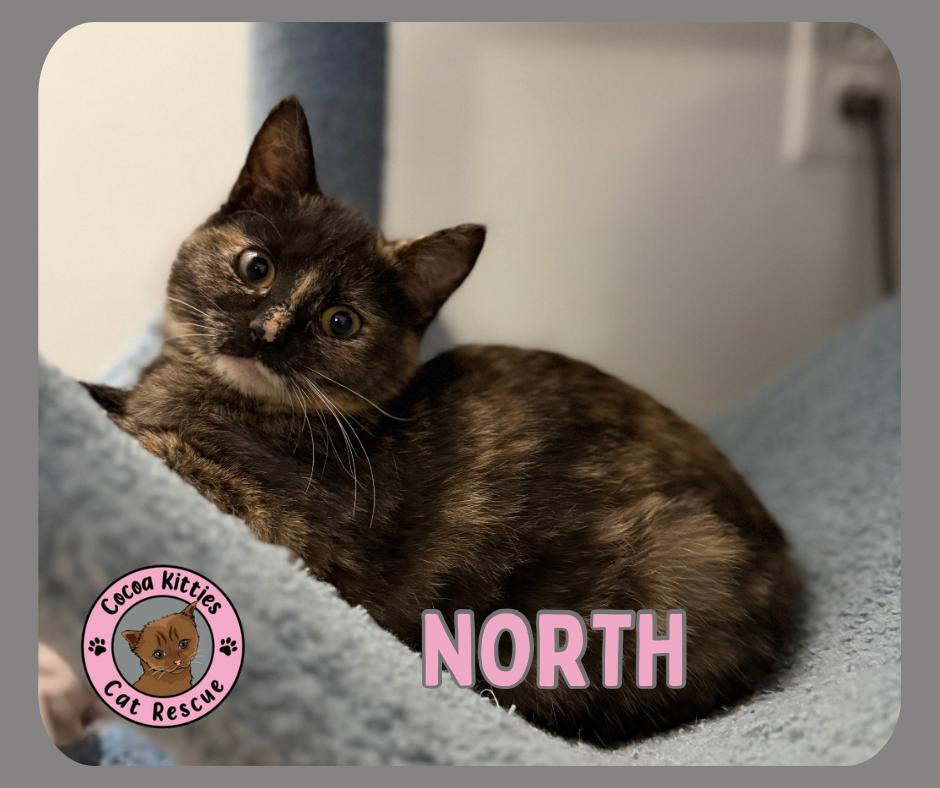 North, a Adopted Domestic Short Hair in Hershey, PA image 5/6