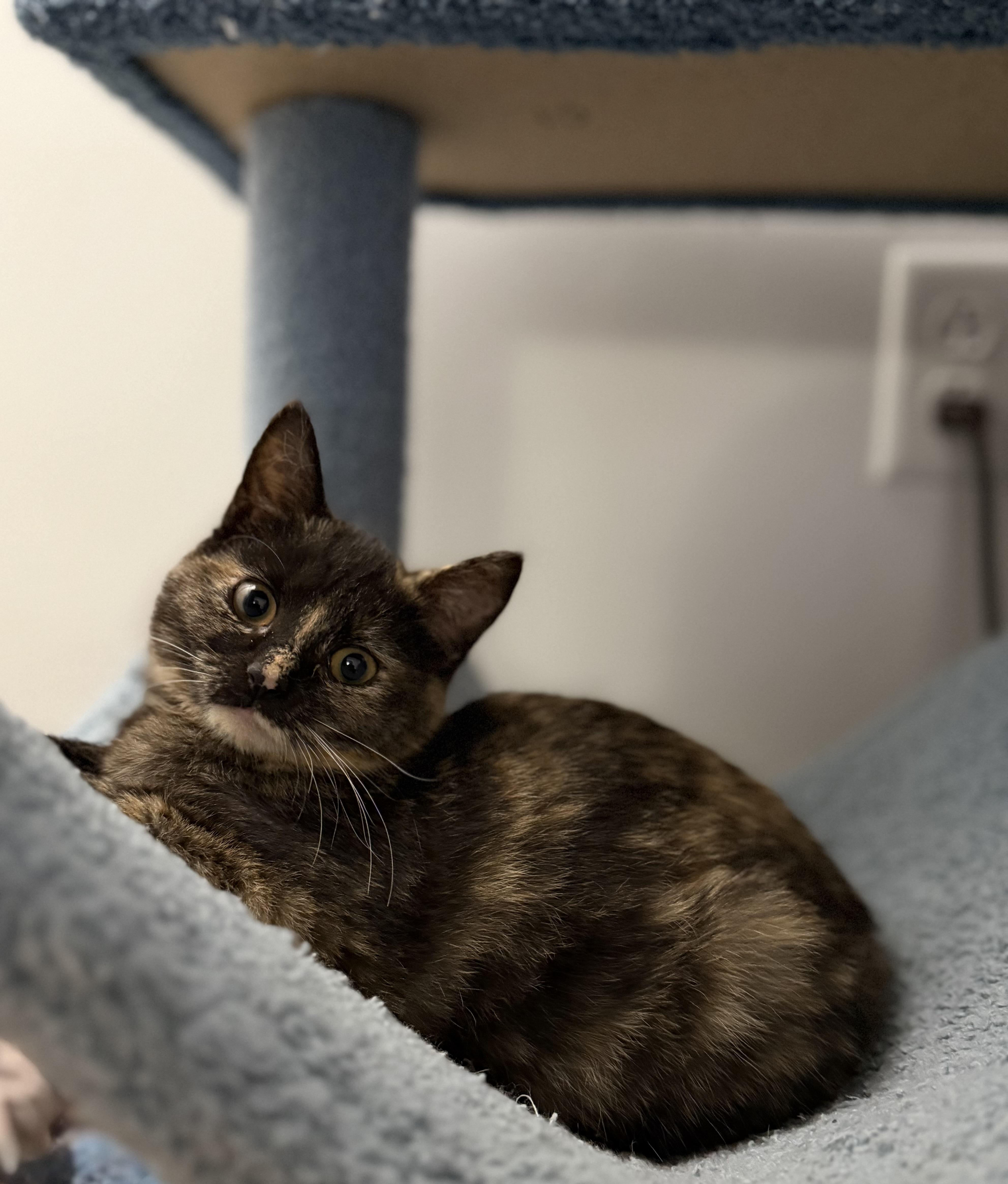 North, a Adopted Domestic Short Hair in Hershey, PA image 6/6