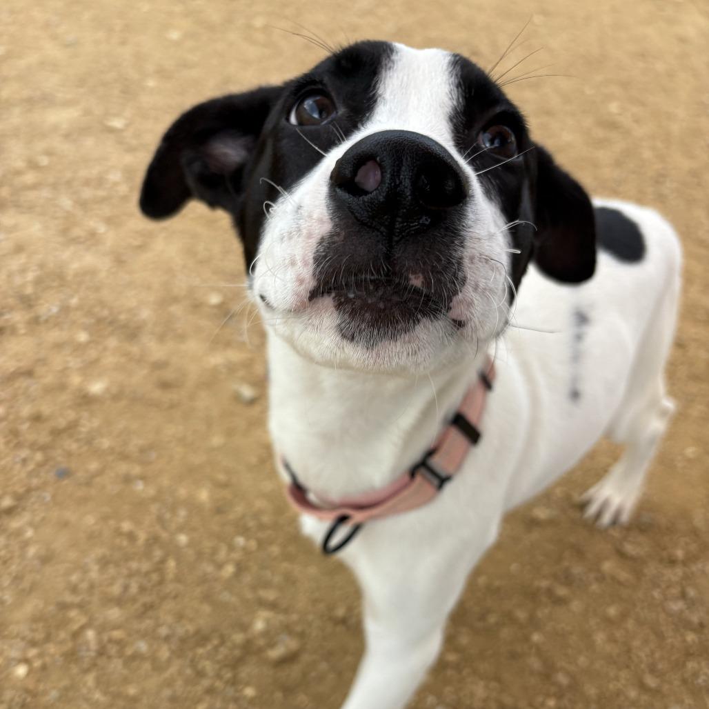 Abby, Adoptable, Puppy Female Mixed Breed.