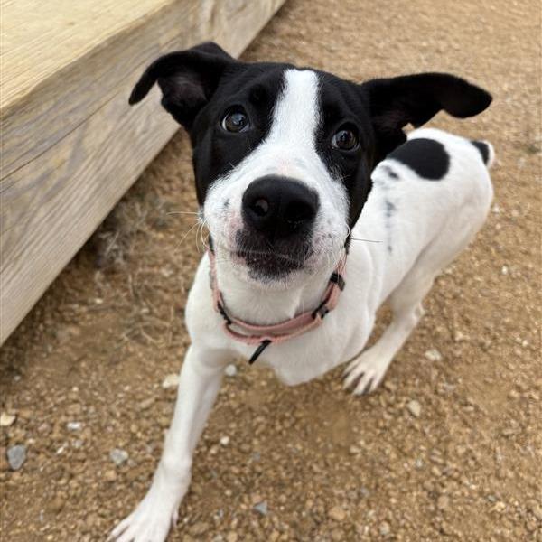 Abby, a Adoptable Mixed Breed in Bentonville, AR image 2/2