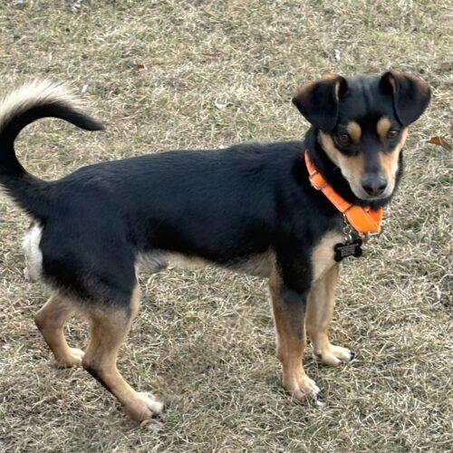 Enlarge Dexter, a Adoptable Chihuahua in new york, NY image 2/4
