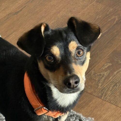 Enlarge Dexter, a Adoptable Chihuahua in new york, NY image 3/4