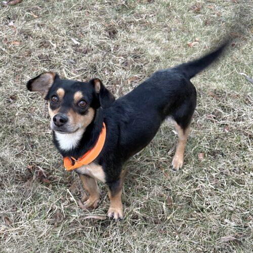 Enlarge Dexter, a Adoptable Chihuahua in new york, NY image 4/4